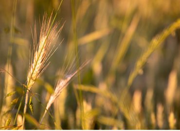 La popolazione aumenta, il cibo potrebbe non bastare