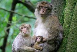 Dalla clonazione della scimmia speranze contro l’infertilità delle coppie