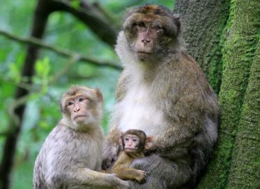 Dalla clonazione della scimmia speranze contro l’infertilità delle coppie