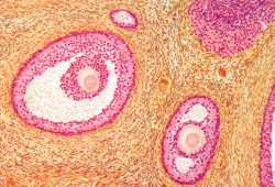 Il primo atlante dell’ovaio umano apre nuove vie alla fertilità