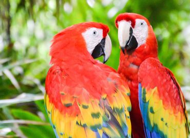Pappagalli “cantano” tradimento e testimonieranno in Tribunale. Ma l’infedeltà è ancora un reato?