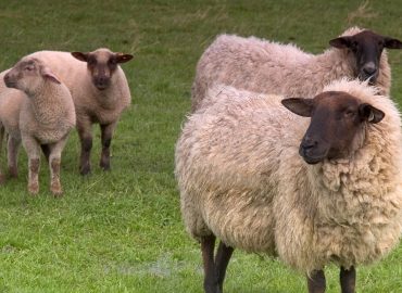 Francia, quattro pecore iscritte a scuola per non far chiudere la classe