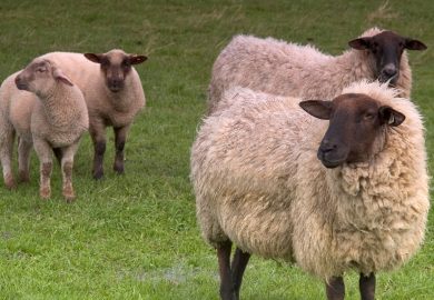 Francia, quattro pecore iscritte a scuola per non far chiudere la classe