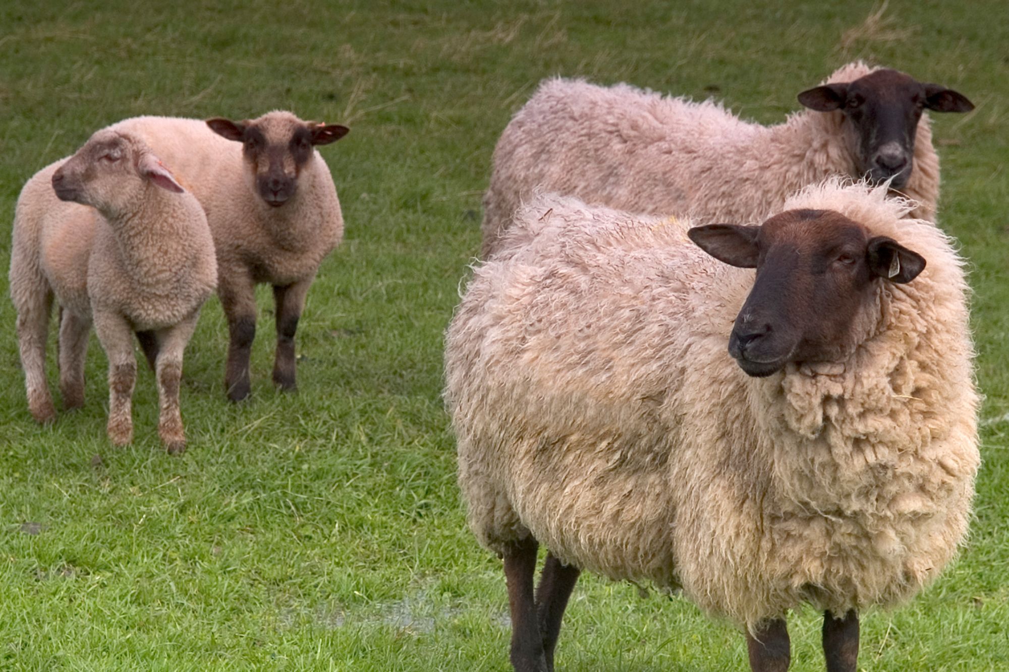 Francia, quattro pecore iscritte a scuola per non far chiudere la classe