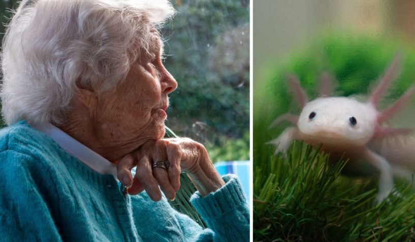 Una nuova terapia anti-invecchiamento prolunga la vita del 25%