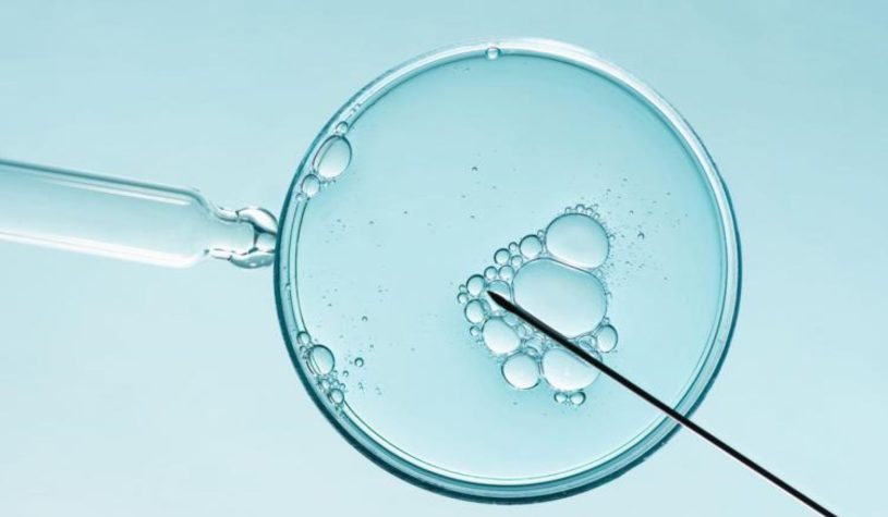 Ovuli “ringiovaniti” con una proteina: la scoperta che cambierà la fertilità