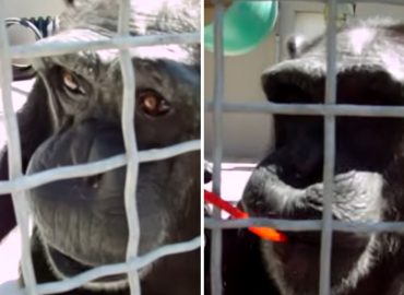 Anche gli scimpanzè dicono “mamma”? Lo studio