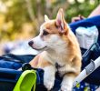 “Chi ha un cane doni 20 euro a chi ha figli, il Labrador non vi pagherà la pensione”