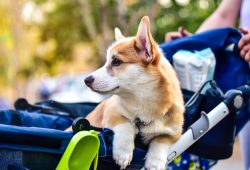 Venduti più passeggini per cani che per bambini: è emergenza demografica?