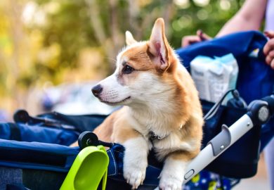 “Chi ha un cane doni 20 euro a chi ha figli, il Labrador non vi pagherà la pensione”