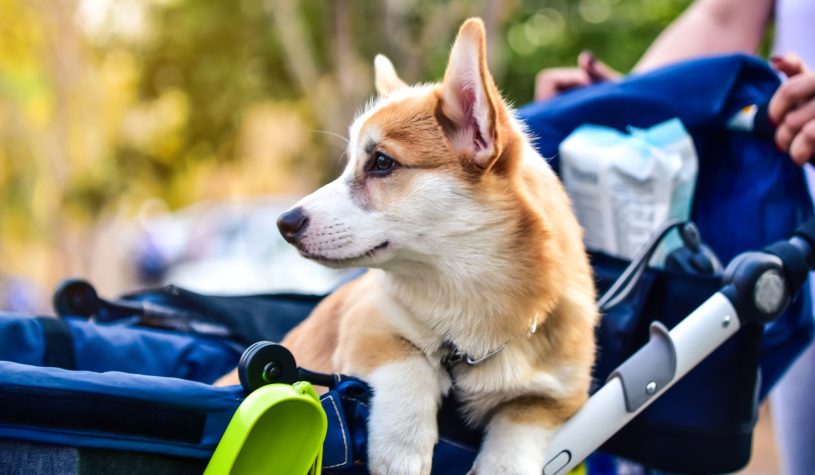 “Chi ha un cane doni 20 euro a chi ha figli, il Labrador non vi pagherà la pensione”