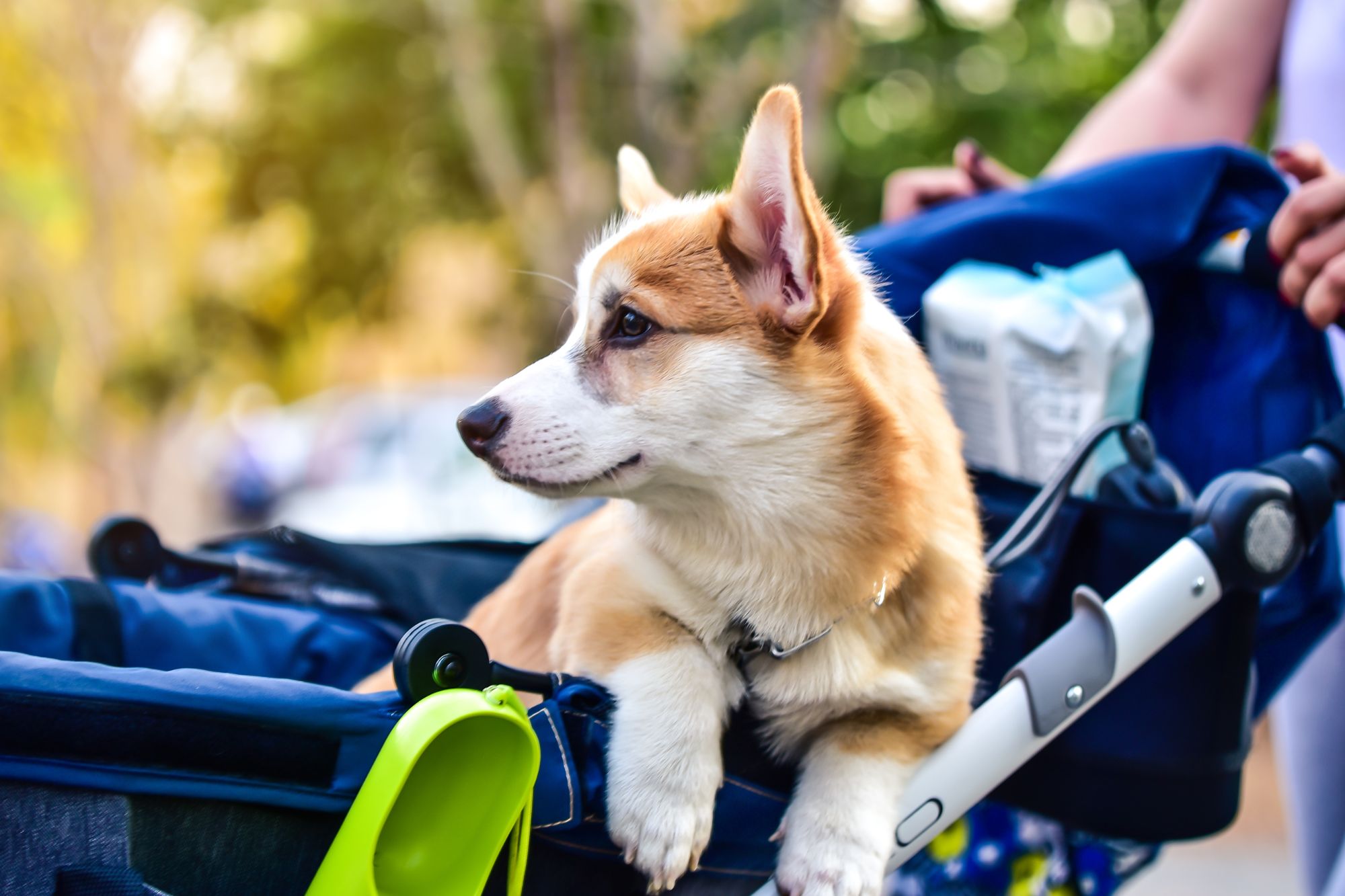 Venduti più passeggini per cani che per bambini: è emergenza demografica?