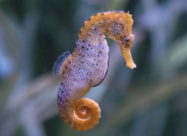 Quando a partorire è il maschio, il caso (quasi) unico del cavalluccio marino