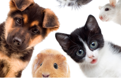 In Italia più animali domestici che persone: sono 65 milioni e aumenteranno