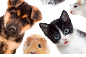 Animali Domestici Canva