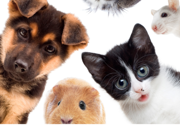 In Italia più animali domestici che persone: sono 65 milioni e aumenteranno