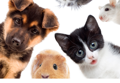 Bonus animali 2025, chi ha diritto e come ottenerlo