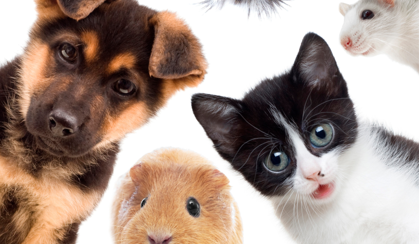 Bonus animali 2025, chi ha diritto e come ottenerlo