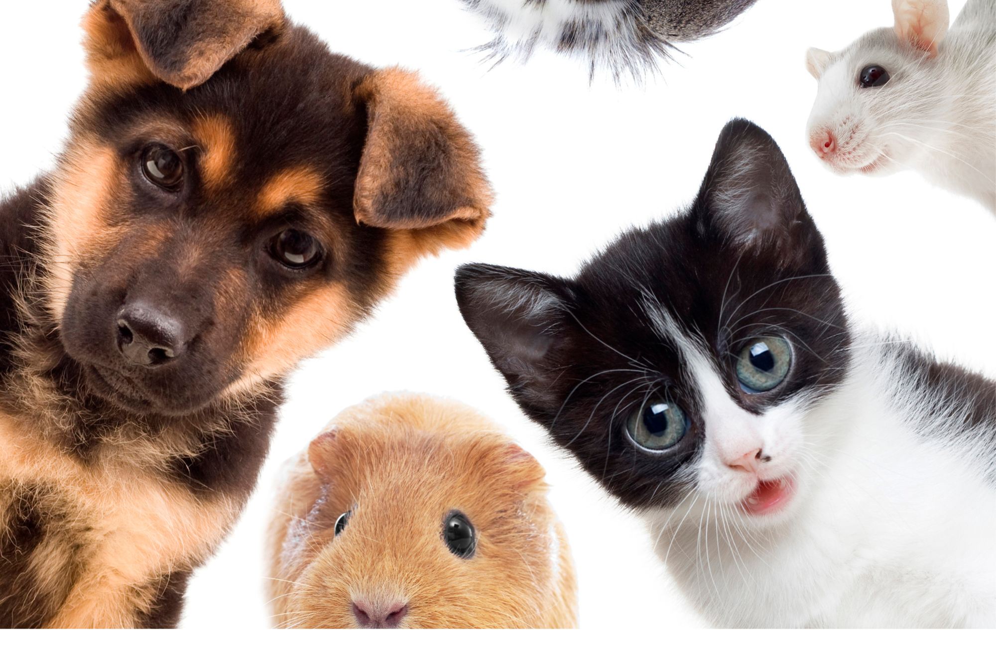 In Italia più animali domestici che persone: sono 65 milioni e aumenteranno
