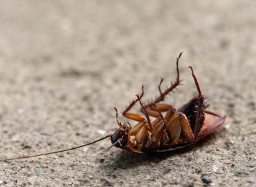 San Valentino per cuori infranti: quando l’ex diventa una blatta