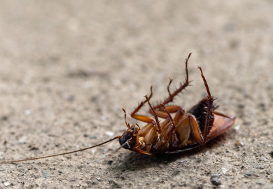 San Valentino per cuori infranti: quando l’ex diventa una blatta