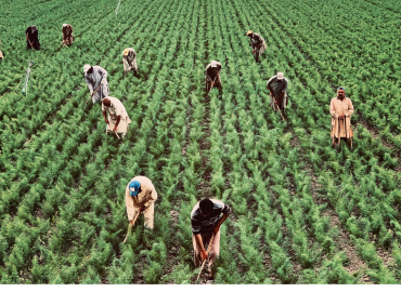 Decreto flussi 2025, oggi ultimo click day: basterà a salvare il lavoro stagionale?