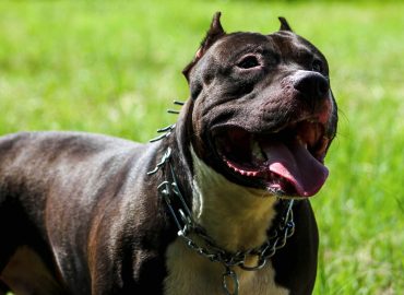 Bambina di 9 mesi uccisa da un pitbull, è tempo di un patentino per le razze pericolose?