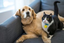 Il bonus animali domestici 2025 entra in vigore: chi ne ha diritto e come richiederlo