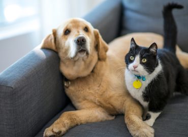 Gli animali rallentano il nostro declino cognitivo (ma in modo molto diverso tra loro)