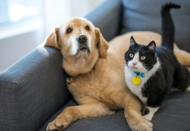 Il bonus animali domestici 2025 entra in vigore: chi ne ha diritto e come richiederlo