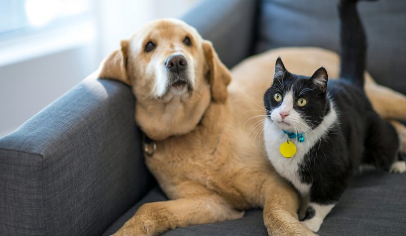 Gli animali rallentano il nostro declino cognitivo (ma in modo molto diverso tra loro)