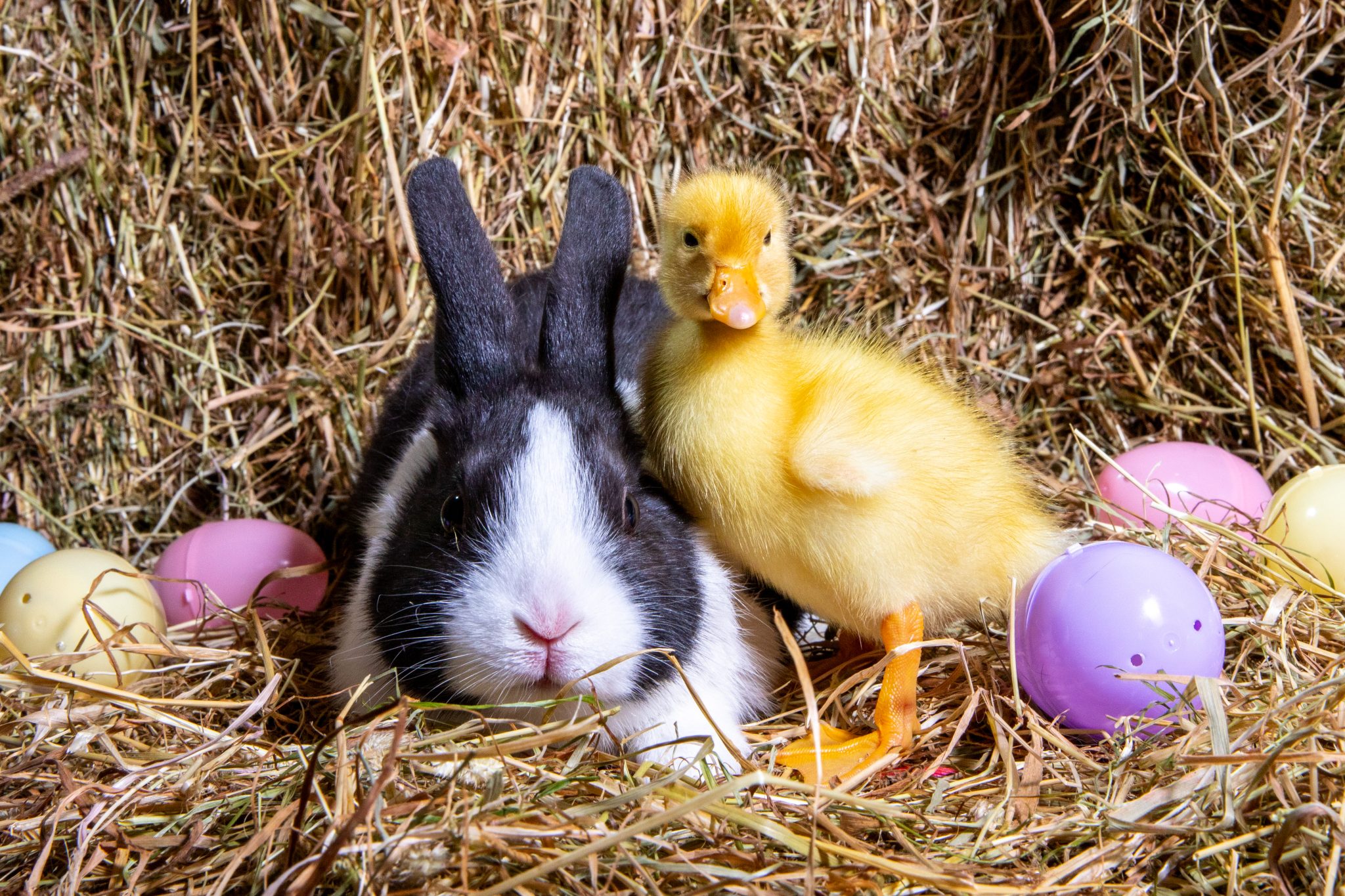 Uk, Alcuni Adorabili Conigli E Paperi Si Preparano Per La Pasqua Alla Welsh Farm