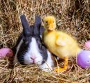 Come e perché si festeggia la Pasqua in (quasi) ogni angolo del mondo