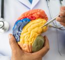 Il custode dei tuoi ricordi più forti? Una cellula nervosa sottovalutata