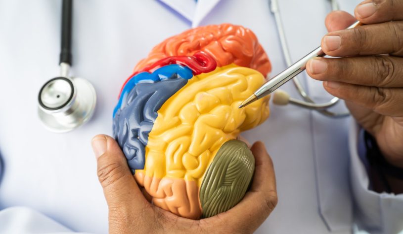 Scoperte le cinque “età” del cervello umano: l’adolescenza dura fino a 32 anni