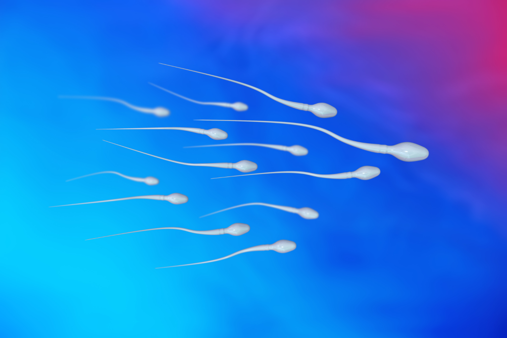 Spermatozoi