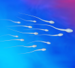Testosterone e spermatozoi in calo? Cosa c’è di vero nello “Spermageddon”