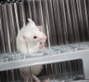 Scienziati invertono l’invecchiamento nei topi: la rivoluzione anti-aging cambierà l’umanità?