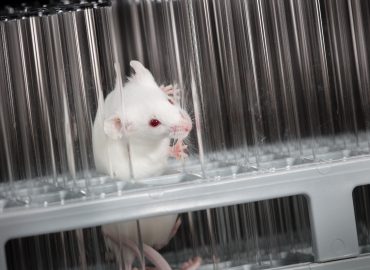 Scienziati invertono l’invecchiamento nei topi: la rivoluzione anti-aging cambierà l’umanità?