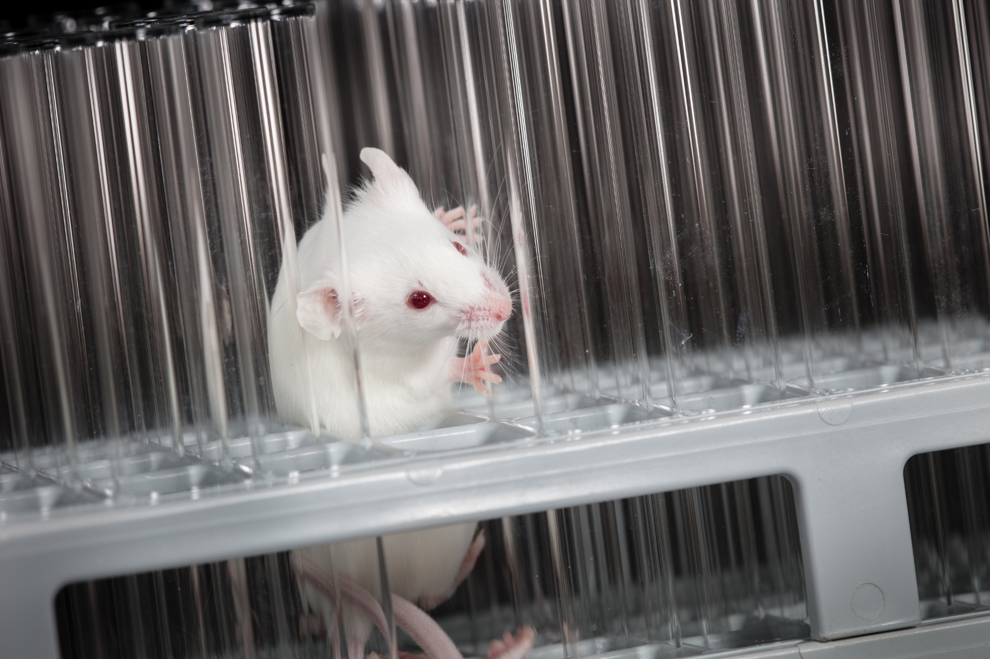 Scienziati invertono l’invecchiamento nei topi: la rivoluzione anti-aging cambierà l’umanità?