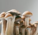 Funghi allucinogeni per curare la depressione: al via la sperimentazione in Italia