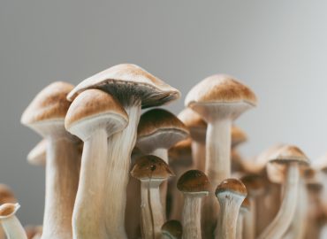 Funghi allucinogeni per curare la depressione: al via la sperimentazione in Italia