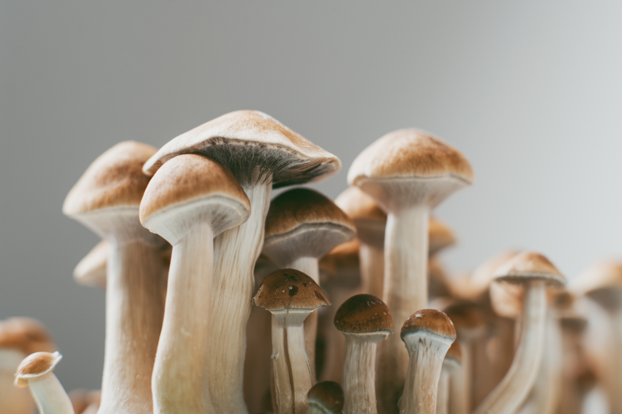 Funghi allucinogeni per curare la depressione: al via la sperimentazione in Italia