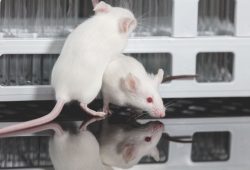 Nati topi (fertili) da due padri: cosa cambia per la medicina riproduttiva
