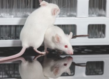 Topi da laboratorio con il ciclo: creato il primo modello mestruale artificiale