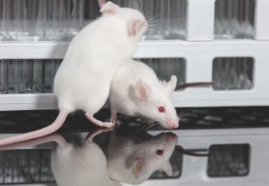 Topi da laboratorio con il ciclo: creato il primo modello mestruale artificiale