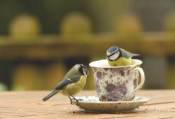 Anche gli uccelli “divorziano”. I ricercatori: “Tutto comincia in mangiatoia”