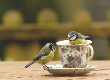 Anche gli uccelli “divorziano”. I ricercatori: “Tutto comincia in mangiatoia”