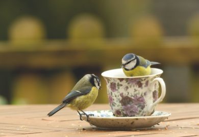 Anche gli uccelli “divorziano”. I ricercatori: “Tutto comincia in mangiatoia”