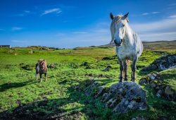 57mila euro per ricominciare: le Shetland sfidano lo spopolamento con incentivi record